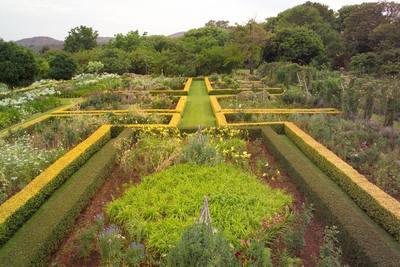 Garden design by Shirley Wallington — Abelia francis mason and abelia grandiflora used for the formal hedges