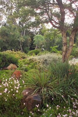 Garden design by Shirley Wallington — Acacia on a raised area