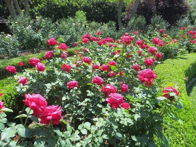Garden design by Shirley Wallington — Alecs red roses