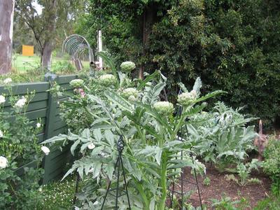 Garden design by Shirley Wallington — Artichokes 2