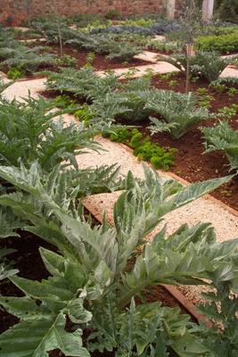 Garden design by Shirley Wallington — Artichokes