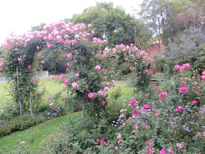 Garden design by Shirley Wallington — Blossom magic roses