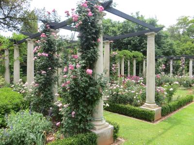 Garden design by Shirley Wallington — Climbing roses