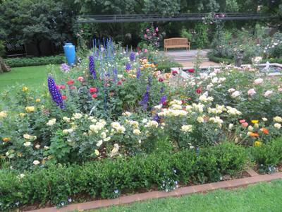 Garden design by Shirley Wallington — Delphiniums planted amongst the roses
