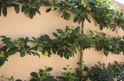 Garden design by Shirley Wallington — Espaliered apples