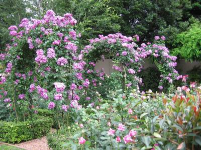 Garden design by Shirley Wallington — File 1312