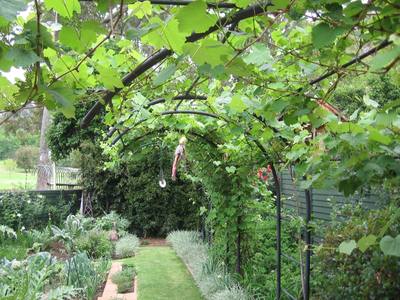 Garden design by Shirley Wallington — Grape vines on this curved arch