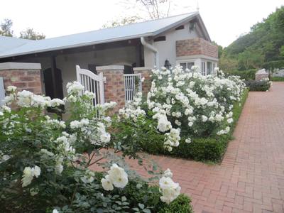 Garden design by Shirley Wallington — Iceberg roses with heliotrope