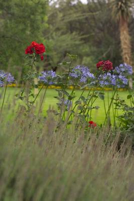 Garden design by Shirley Wallington — Lavander red roses and agapanthus