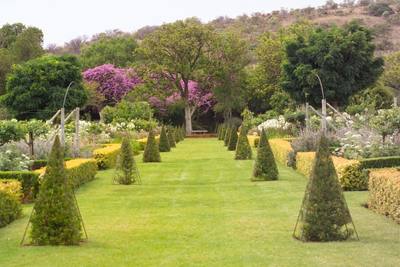 Garden design by Shirley Wallington — Long walk with eugenia topiary