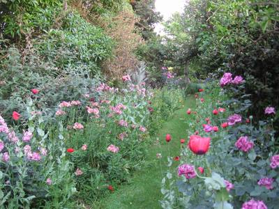 Garden design by Shirley Wallington — Mixed colour with roses opium poppies and altstroemeria