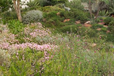 Garden design by Shirley Wallington — Mixed indigenous planting
