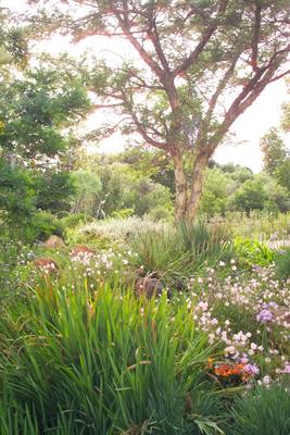 Garden design by Shirley Wallington — Mixed planting