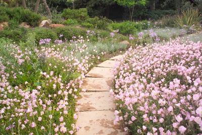 Garden design by Shirley Wallington — Oenathera on either side of the walkway