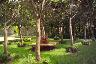 Garden design by Shirley Wallington — Pleached vibunum senensis with circular bench