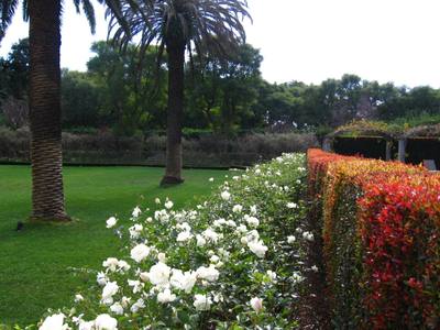 Garden design by Shirley Wallington — Rolling lawn with roses