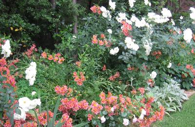 Garden design by Shirley Wallington — Roses and alstroemeria