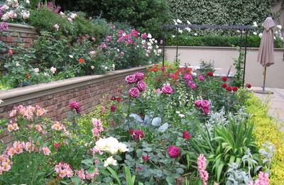 Garden design by Shirley Wallington — Roses and various herbs and veggies