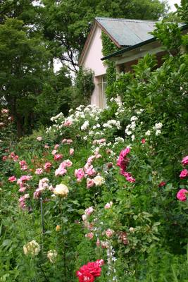 Garden design by Shirley Wallington — Roses in front of old farm house