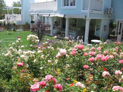 Garden design by Shirley Wallington — So many wonderful roses to pick and enjoy