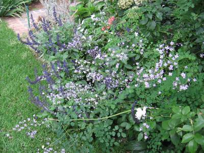 Garden design by Shirley Wallington — Thalictrum is a beauitful fairy like plant
