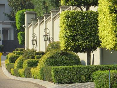 Garden design by Shirley Wallington — Topiary on pavement