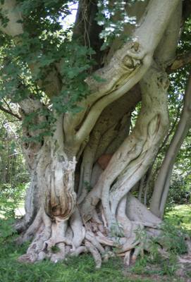 Garden design by Shirley Wallington — Very old ficus