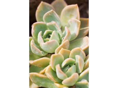 Echeveria Peacockii rock rose succulent