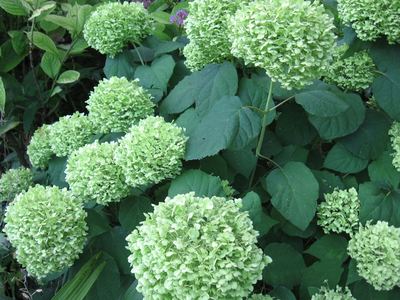 White Hydrangea Annabelle flowerheads