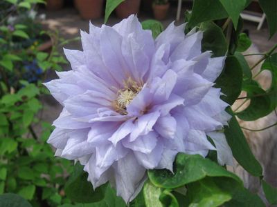 Pale lavender Clematis Clemantine flower