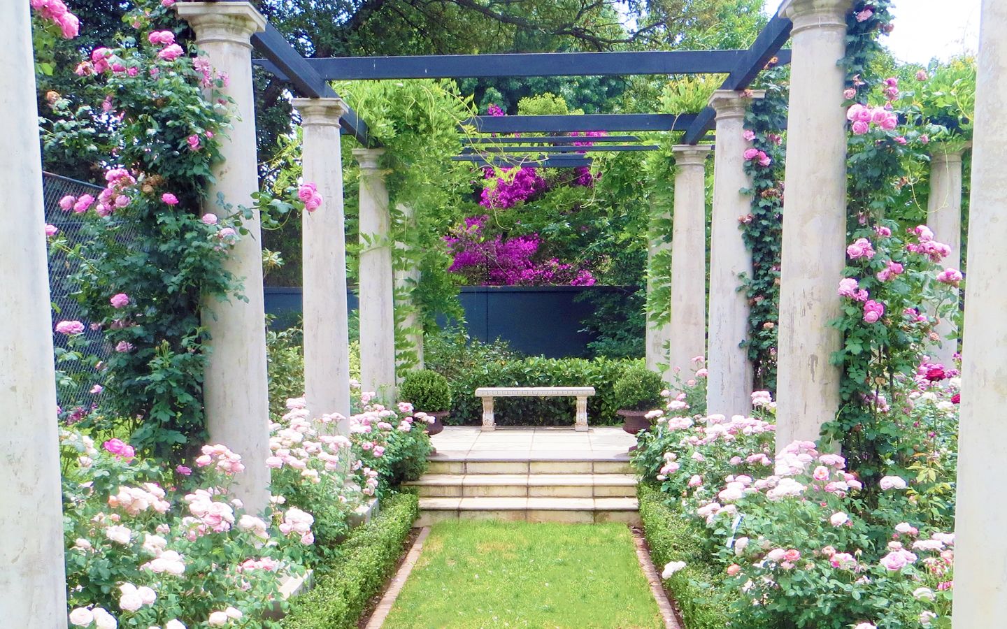 Rose garden design in a South African residential garden