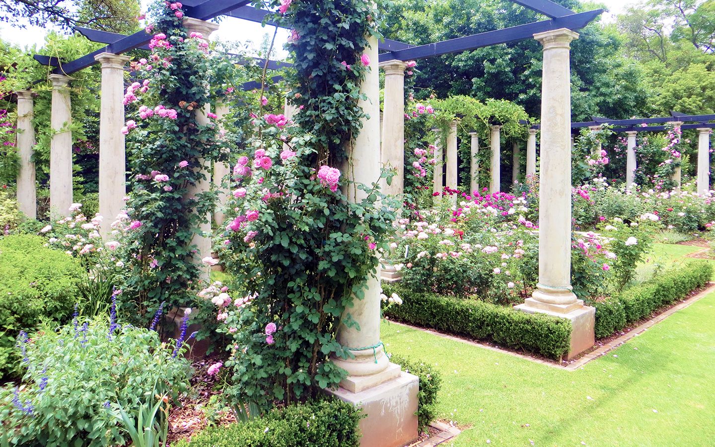 Perennial borders in a garden designed by Shirley Wallington
