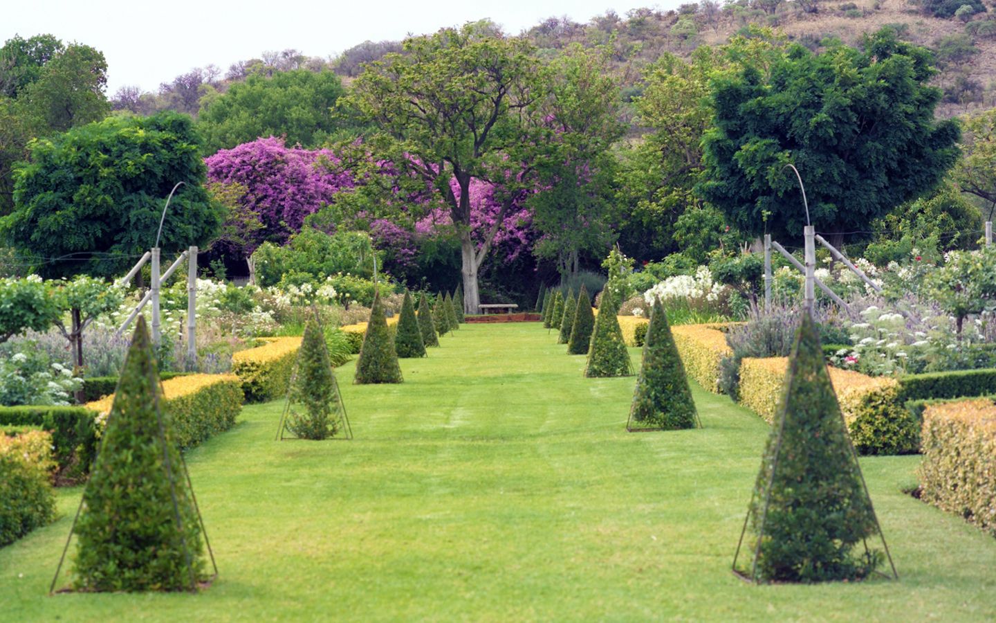 Topiary and clipped hedging in a formal Johannesburg garden